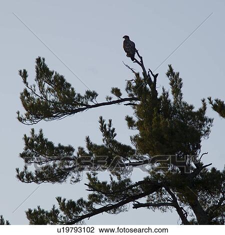 Bald eagle (Haliaeetus leucocephalus) perching on a tree, Lake of the Woods, Ontario, Canada View Large Photo Image Stock Image - Bald eagle (Haliaeetus leucocephalus) perching on a tree, Lake of the Woods, Ontario, Canada. Fotosearch