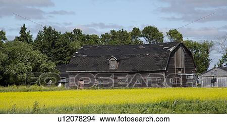 Picture - Barn in a field, Manitoba, Canada. Fotosearch