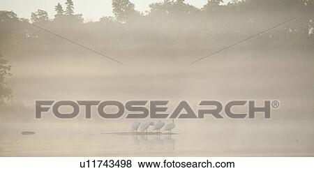 Stock Photo - Birds in a fog covered lake, Lake of the Woods, Ontario, Canada. Fotosearch