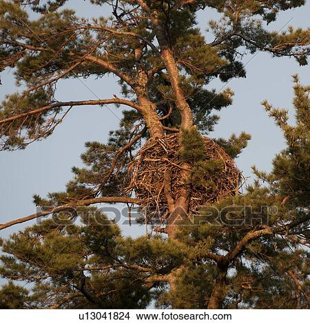 Bird's nest on a pine tree, Lake of the Woods, Ontario, Canada View Large Photo Image Picture - Bird's nest on a pine tree, Lake of the Woods, Ontario, Canada. Fotosearch