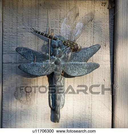 Stock Image - Close-up of a dragon fly. Fotosearch
