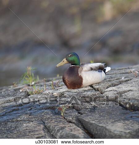 Stock Image - Close-up of a Mallard duck (Anas platyrhynchos), Lake of the Woods, Ontario, Canada. Fotosearch