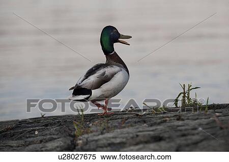 Stock Photography - Close-up of a Mallard duck (Anas platyrhynchos), Lake of the Woods, Ontario, Canada. Fotosearch