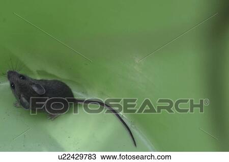 Close-up of a mouse View Large Photo Image Stock Image - Close-up of a mouse. Fotosearch
