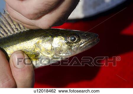 Close-up of a person's hand holding a fish View Large Photo Image Stock Image - Close-up of a person's hand holding a fish. Fotosearch