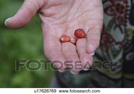 Close-up of a person's hand holding berries, Lake of the Woods, Ontario, Canada View Large Photo Image Stock Photo - Close-up of a person's hand holding berries, Lake of the Woods, Ontario, Canada. Fotosearch