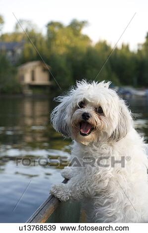 Stock Photo - Close-up of a puppy, Lake of the Woods, Ontario, Canada. Fotosearch