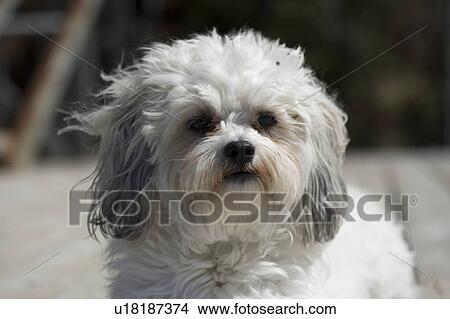 Picture - Close-up of a puppy. Fotosearch