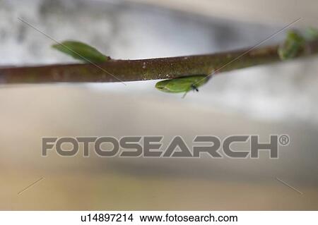 Picture - Close-up of a twig, Lake of the Woods, Ontario, Canada. Fotosearch