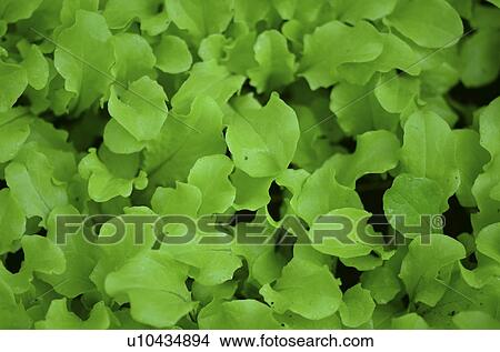 Picture - Close-up of leaves, Lake of the Woods, Ontario Canada. Fotosearch