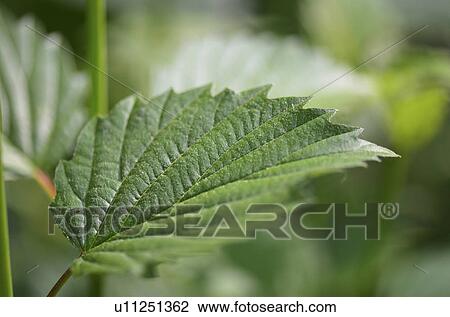 Stock Image - Close-up of leaves, Lake of the Woods, Ontario Canada. Fotosearch