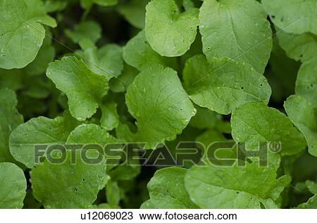 Close-up of leaves, Lake of the Woods, Ontario Canada View Large Photo Image Stock Image - Close-up of leaves, Lake of the Woods, Ontario Canada. Fotosearch