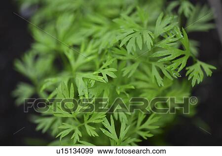 Close-up of leaves, Lake of the Woods, Ontario Canada View Large Photo Image Stock Photo - Close-up of leaves, Lake of the Woods, Ontario Canada. Fotosearch