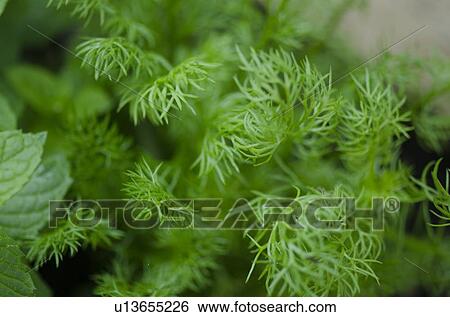 Close-up of leaves, Lake of the Woods, Ontario Canada View Large Photo Image Stock Photograph - Close-up of leaves, Lake of the Woods, Ontario Canada. Fotosearch