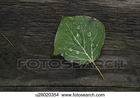 Picture - Dew drops on a leaf, Lake of the Woods, Ontario, Canada. Fotosearch