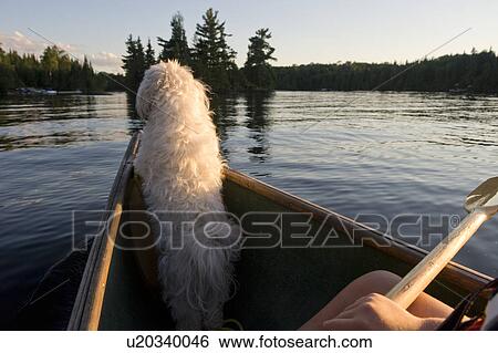 Dog on a boat, Lake of the Woods, Ontario, Canada View Large Photo Image Stock Photograph - Dog on a boat, Lake of the Woods, Ontario, Canada. Fotosearch