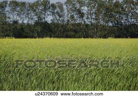 Field, Manitoba, Canada View Large Photo Image Stock Photo - Field, Manitoba, Canada. Fotosearch