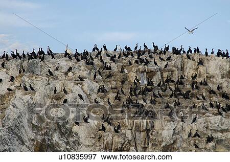 Flock of birds on an island, Lake of the Woods, Ontario, Canada View Large Photo Image Stock Photo - Flock of birds on an island, Lake of the Woods, Ontario, Canada. Fotosearch
