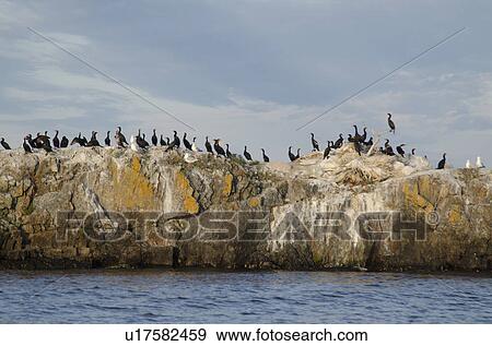 Stock Photo - Flock of birds on an island, Lake of the Woods, Ontario, Canada. Fotosearch