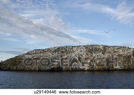 Flock of birds on an island, Lake of the Woods, Ontario, Canada View Large Photo Image Stock Photograph - Flock of birds on an island, Lake of the Woods, Ontario, Canada. Fotosearch