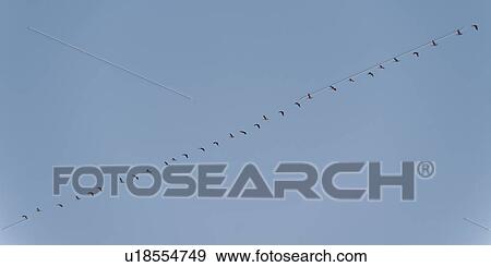 Stock Photo - Flock of Canada Geese flying in a row in the sky, Lake of the Woods, Ontario, Canada. Fotosearch