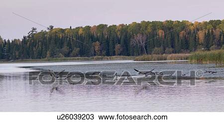 Stock Image - Flock of Canada Geese landing in a lake, Lake of the Woods, Ontario, Canada. Fotosearch