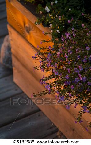 Flowers growing in a crate, Lake of the Woods, Ontario, Canada View Large Photo Image Stock Photography - Flowers growing in a crate, Lake of the Woods, Ontario, Canada. Fotosearch