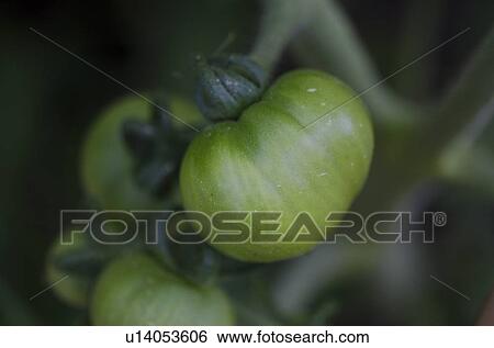 Fresh green tomato growing on a plant, Lake of the Woods, Ontario, Canada View Large Photo Image Stock Photograph - Fresh green tomato growing on a plant, Lake of the Woods, Ontario, Canada. Fotosearch