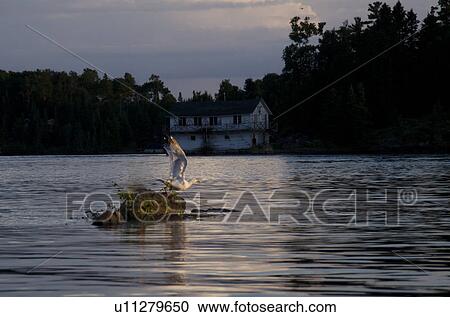 Stock Image - Gull on a rock in the middle of a lake, Lake of the Woods, Ontario, Canada. Fotosearch