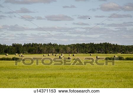 Hay bales in a field, Manitoba, Canada View Large Photo Image Stock Image - Hay bales in a field, Manitoba, Canada. Fotosearch