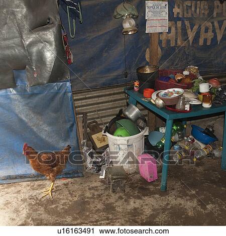 Hen near plastic objects in a slum house, Guatemala City, Guatemala View Large Photo Image Stock Image - Hen near plastic objects in a slum house, Guatemala City, Guatemala. Fotosearch