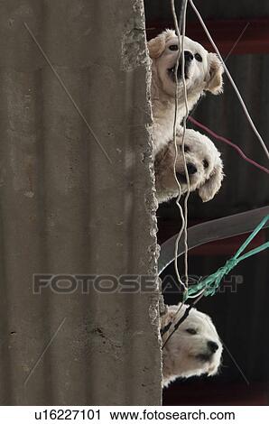 Stock Image - Low angle view of three puppies on corrugated asbestos roofing, Colonia Bethania, Guatemala City, Guatemala. Fotosearch