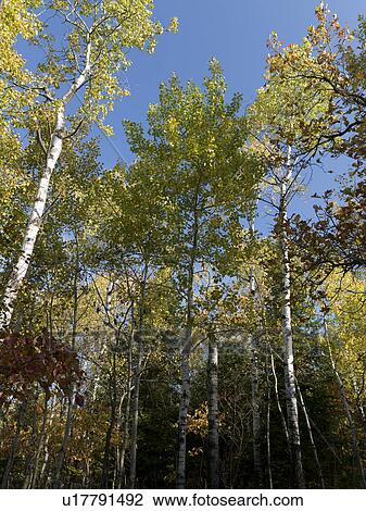 Low angle view of trees in a forest, Lake of the Woods, Ontario, Canada View Large Photo Image Stock Image - Low angle view of trees in a forest, Lake of the Woods, Ontario, Canada. Fotosearch