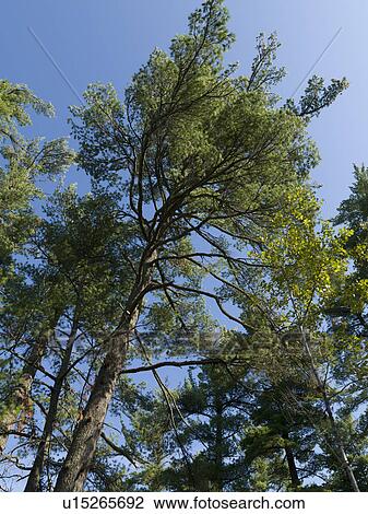 Stock Image - Low angle view of trees, Lake of the Woods, Ontario, Canada. Fotosearch