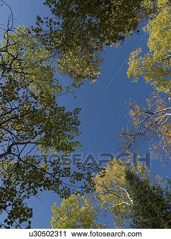 Low angle view of trees, Lake of the Woods, Ontario, Canada View Large Photo Image Stock Image - Low angle view of trees, Lake of the Woods, Ontario, Canada. Fotosearch