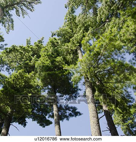 Low angle view of trees, Lake of the Woods, Ontario, Canada View Large Photo Image Stock Photograph - Low angle view of trees, Lake of the Woods, Ontario, Canada. Fotosearch