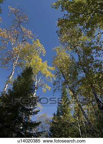 Low angle view of trees, Lake of the Woods, Ontario, Canada View Large Photo Image Stock Photography - Low angle view of trees, Lake of the Woods, Ontario, Canada. Fotosearch
