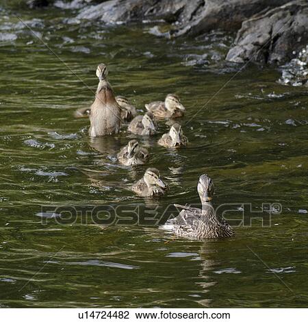 Mallard ducks (Anas platyrhynchos) in a lake, Lake of the Woods, Ontario, Canada View Large Photo Image Stock Image - Mallard ducks (Anas platyrhynchos) in a lake, Lake of the Woods, Ontario, Canada. Fotosearch