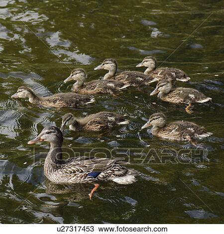 Mallard ducks (Anas platyrhynchos) in a lake, Lake of the Woods, Ontario, Canada View Large Photo Image Stock Image - Mallard ducks (Anas platyrhynchos) in a lake, Lake of the Woods, Ontario, Canada. Fotosearch