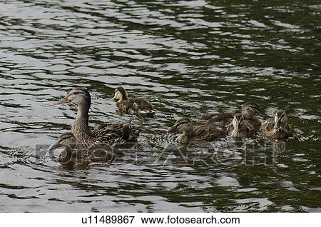 Stock Photo - Mallard ducks (Anas platyrhynchos) in a lake, Lake of the Woods, Ontario, Canada. Fotosearch