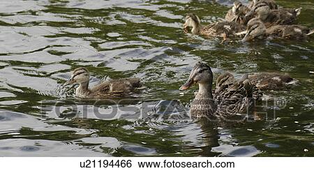 Mallard ducks (Anas platyrhynchos) in a lake, Lake of the Woods, Ontario, Canada View Large Photo Image Stock Photograph - Mallard ducks (Anas platyrhynchos) in a lake, Lake of the Woods, Ontario, Canada. Fotosearch