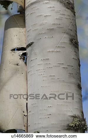 Stock Photo - Peeling bark of a tree, Lake of the Woods, Ontario, Canada. Fotosearch