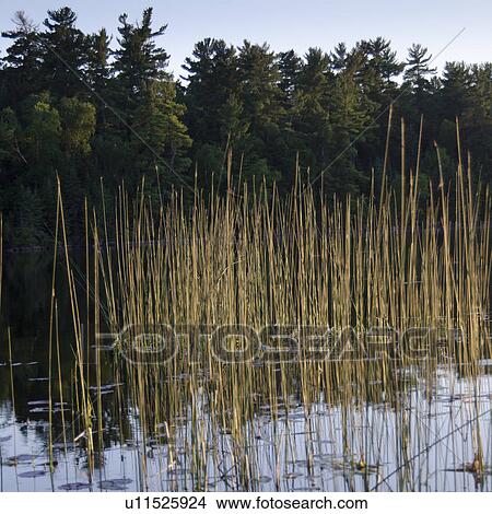 Reed growing in a lake, Lake of the Woods, Ontario, Canada View Large Photo Image Picture - Reed growing in a lake, Lake of the Woods, Ontario, Canada. Fotosearch