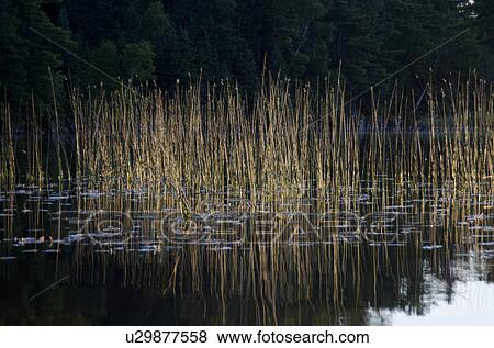 Stock Photo - Reeds growing in a lake, Lake of the Woods, Ontario, Canada. Fotosearch