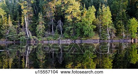 Picture - Reflection of trees in water, Lake of the Woods, Ontario, Canada. Fotosearch