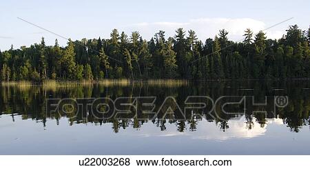 Stock Photo - Reflection of trees in water, Lake of the Woods, Ontario, Canada. Fotosearch