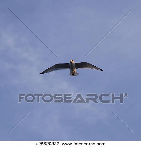 Sea Gull flying in sky, Lake of the Woods, Ontario, Canada View Large Photo Image Stock Image - Sea Gull flying in sky, Lake of the Woods, Ontario, Canada. Fotosearch