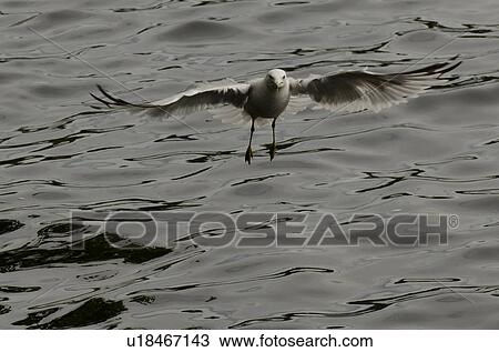 Seagull landing over a lake, Lake of the Woods, Ontario, Canada View Large Photo Image Stock Image - Seagull landing over a lake, Lake of the Woods, Ontario, Canada. Fotosearch