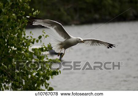 Seagull landing over a lake, Lake of the Woods, Ontario, Canada View Large Photo Image Stock Photo - Seagull landing over a lake, Lake of the Woods, Ontario, Canada. Fotosearch