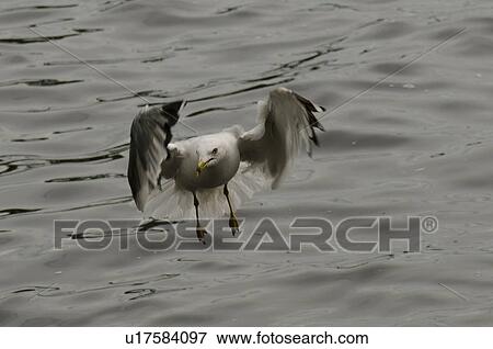 Seagull landing over a lake, Lake of the Woods, Ontario, Canada View Large Photo Image Stock Photo - Seagull landing over a lake, Lake of the Woods, Ontario, Canada. Fotosearch